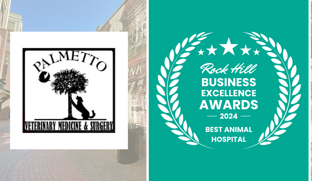 2024 Best Animal Hospital in Rock Hill: Honoring Excellence in York County