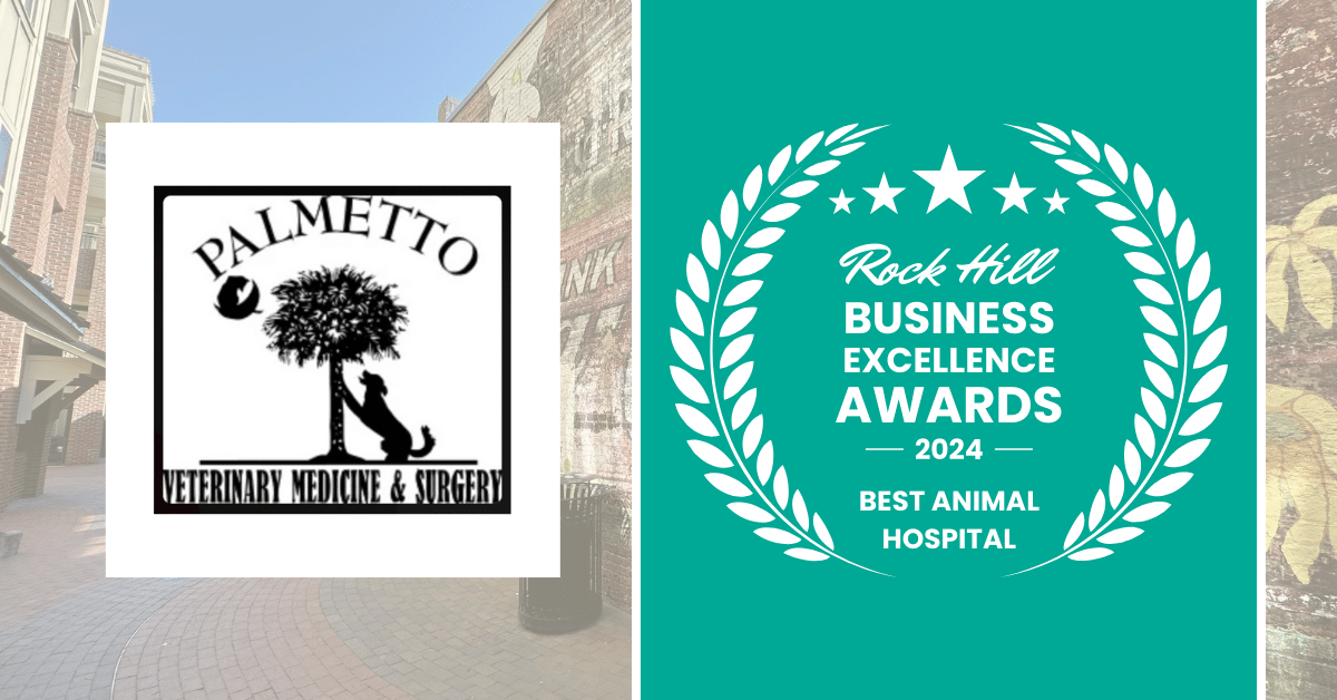 2024 rock hill business excellence awards winner -Best Animal Hospital 2024 rock hill business excellence awards winner -Best Animal Hospital